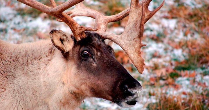 Ottawa’s ultimatum to Quebec on caribou is a warning to other provinces, experts say