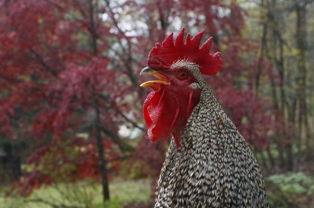 A rooster is shown in this file photo from Apr. 24, 2020.