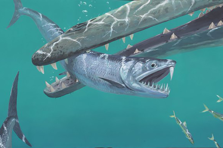 Monosmilus chureloides, the sabre-toothed anchovy, is shown in this illustration.