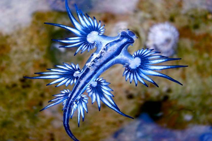 The bue dragon sea slug, Glaucus Atlanticus, is shown in this file photo.