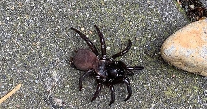 It Was So Thick B C Woman S Giant Spider Photo Horrifies But Experts Say Not To Fear Globalnews Ca