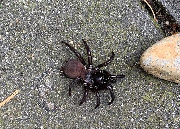 The Pacific folding door spider is a Tarantuloid.