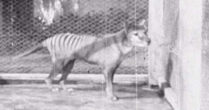 Scientists plan to revive Tasmanian tiger that has been extinct since 1936  - National, tasmanian tiger 
