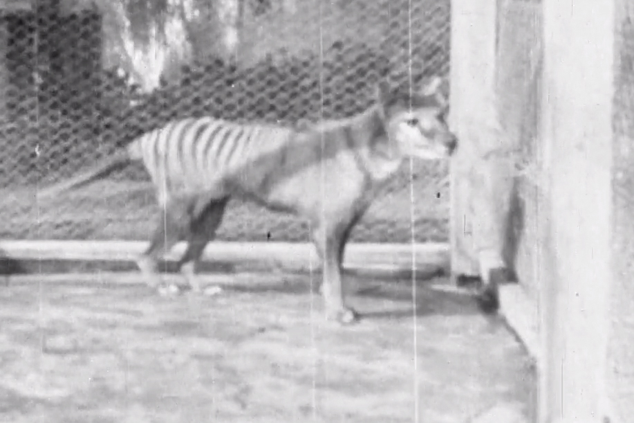 The last video of a Tasmanian tiger in captivity is shown in this still image from 'Tasmania the Wonderland,' a 1935 news reel clip.
