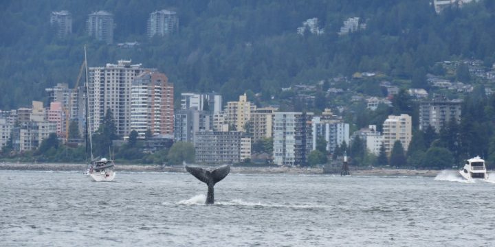 A humpback whale sighted splashing near the Lions Gate Bridge on Friday. 