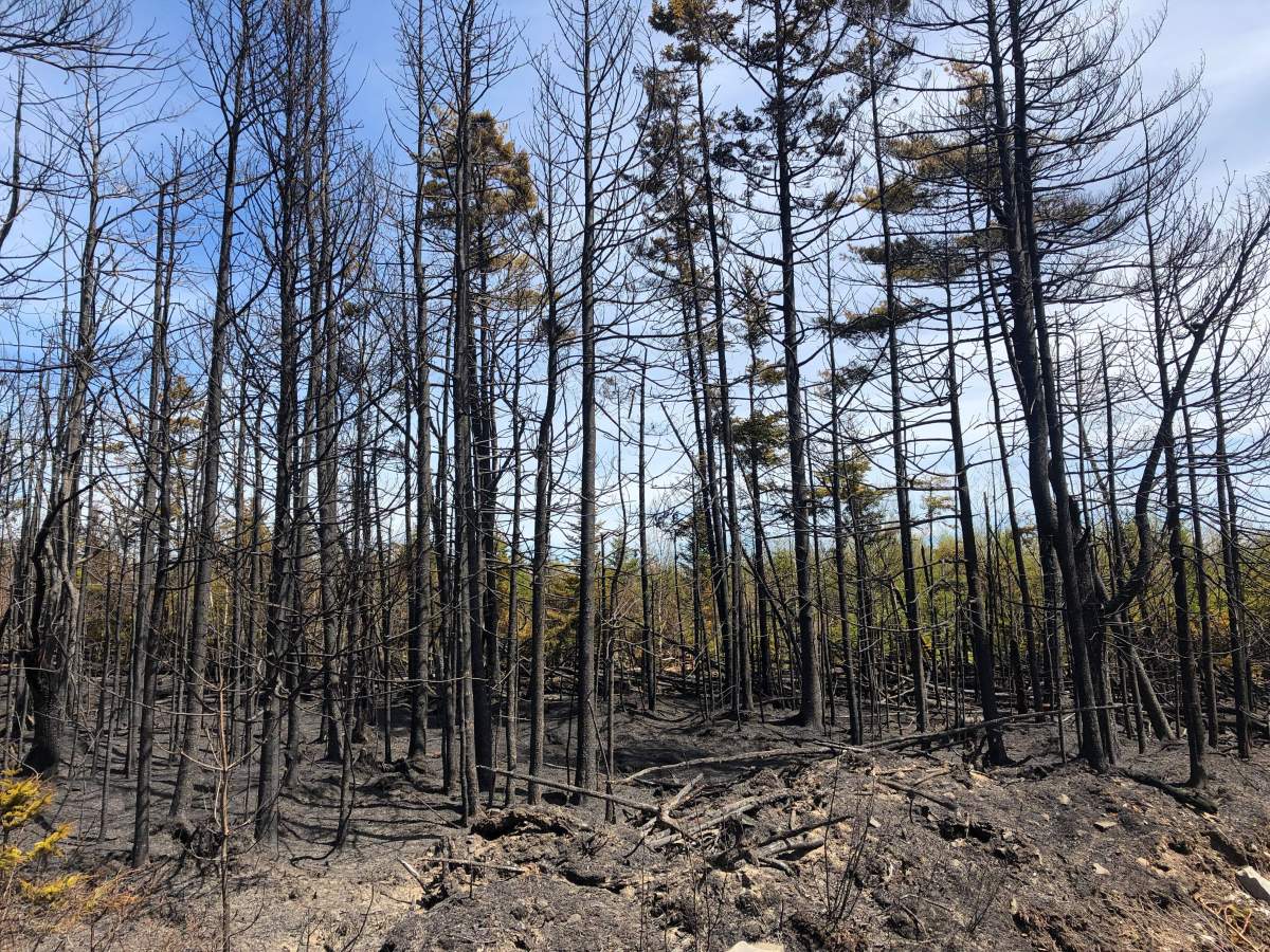 Burnt trees pepper the forest throughout West Porters Lake. Three Lands and Forestry helicopters were called in to help fight the flames.
