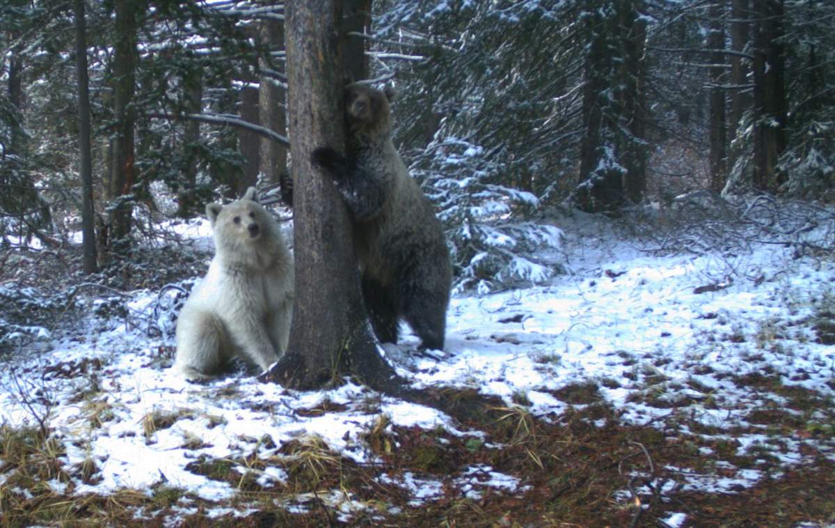 Nakoda, Banff National Park’s white grizzly, and its sibling pictured in 2019.