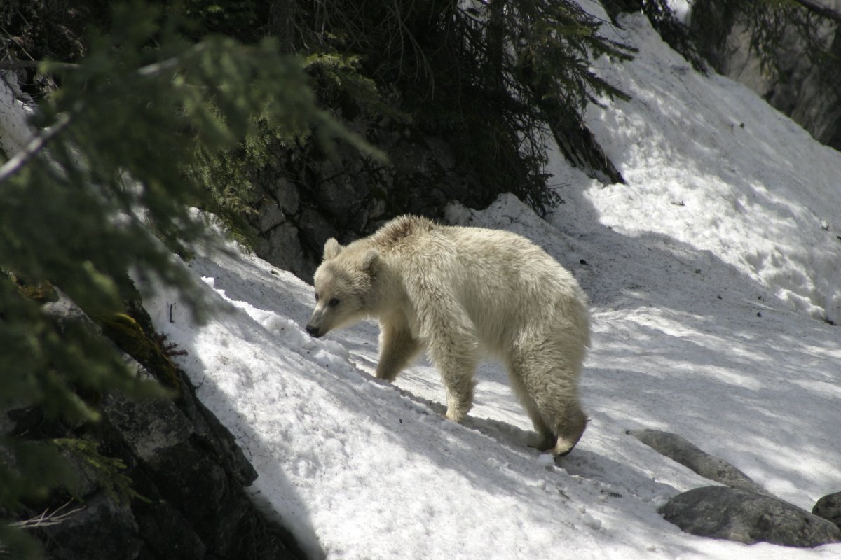 white-grizzly-named-by-bow-valley-residents-globalnews-ca