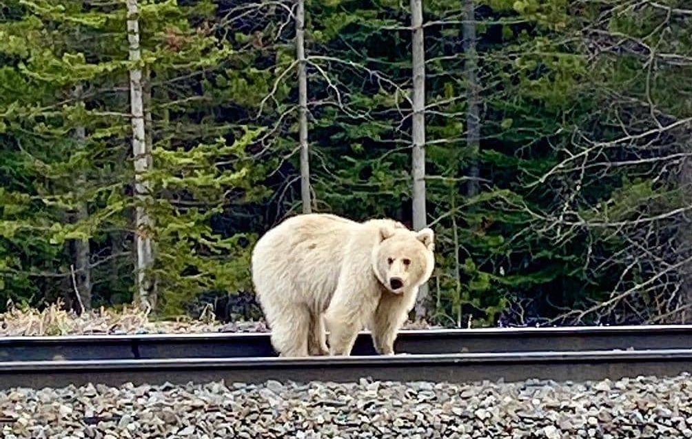 Concerns Raised As People Crowd Rare White Grizzly In Banff And Yoho ...