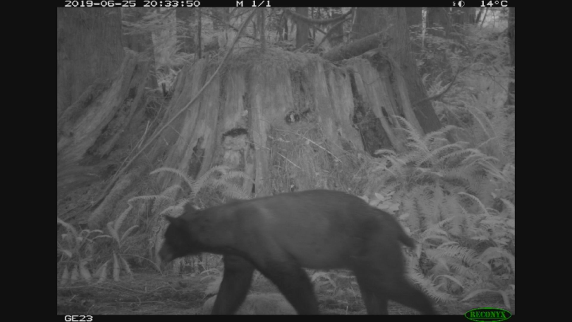 Headline Camping: Sure, Get Eaten by Bears