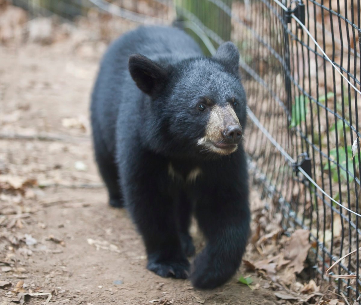 An orphaned cub, one of three Alaskan black bear cubs recently rescued from the wild, is seen at the Binder Park Zoo July 26, 2012, in Battle Creek, Mich.