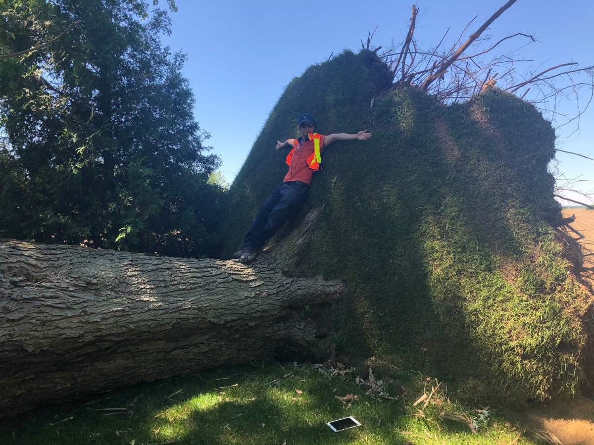 A team with the Northern Tornadoes Project found this large maple tree uprooted near Glencoe, June 12, 2020.
