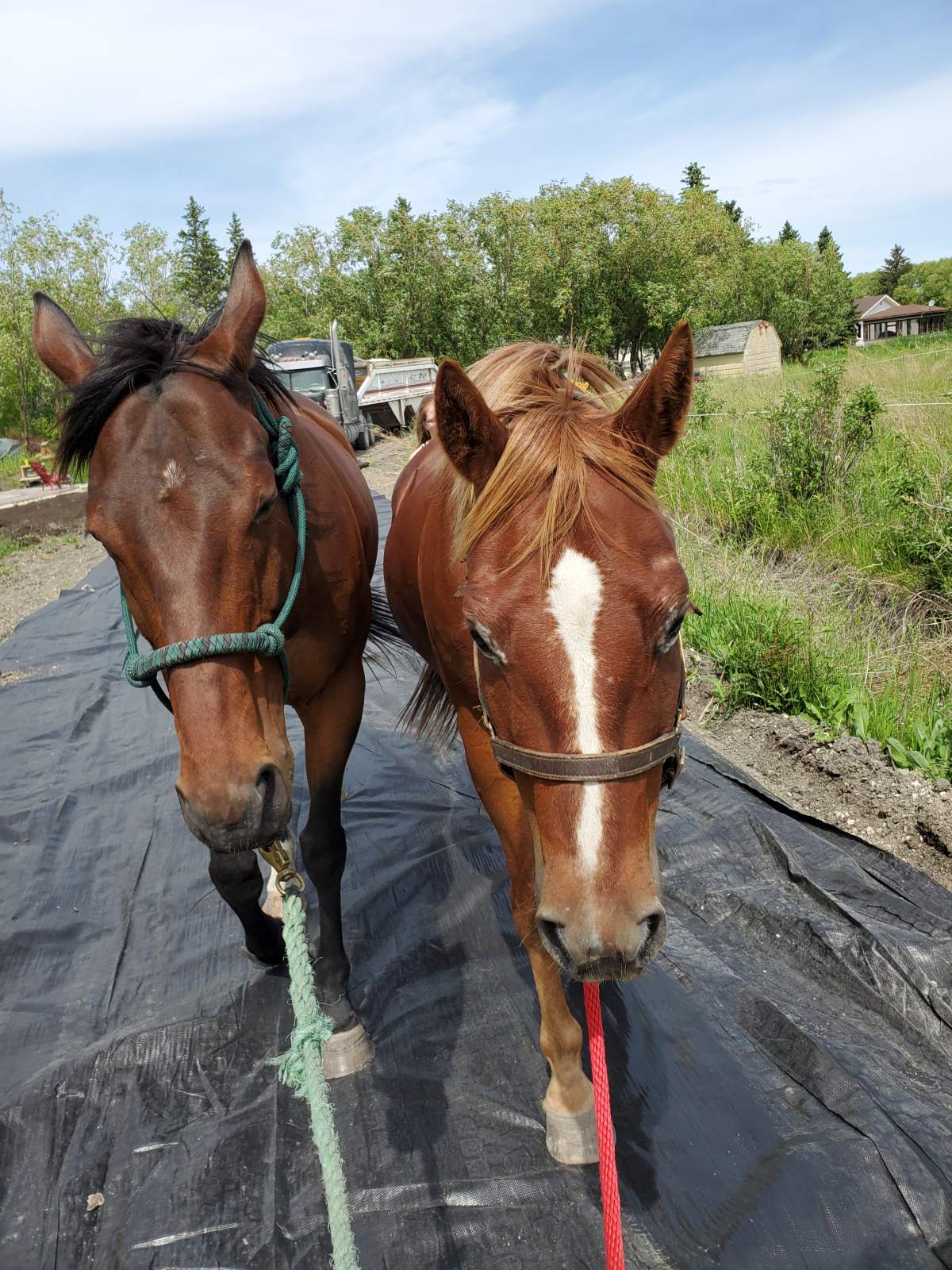 Quincy and T on their way home.
