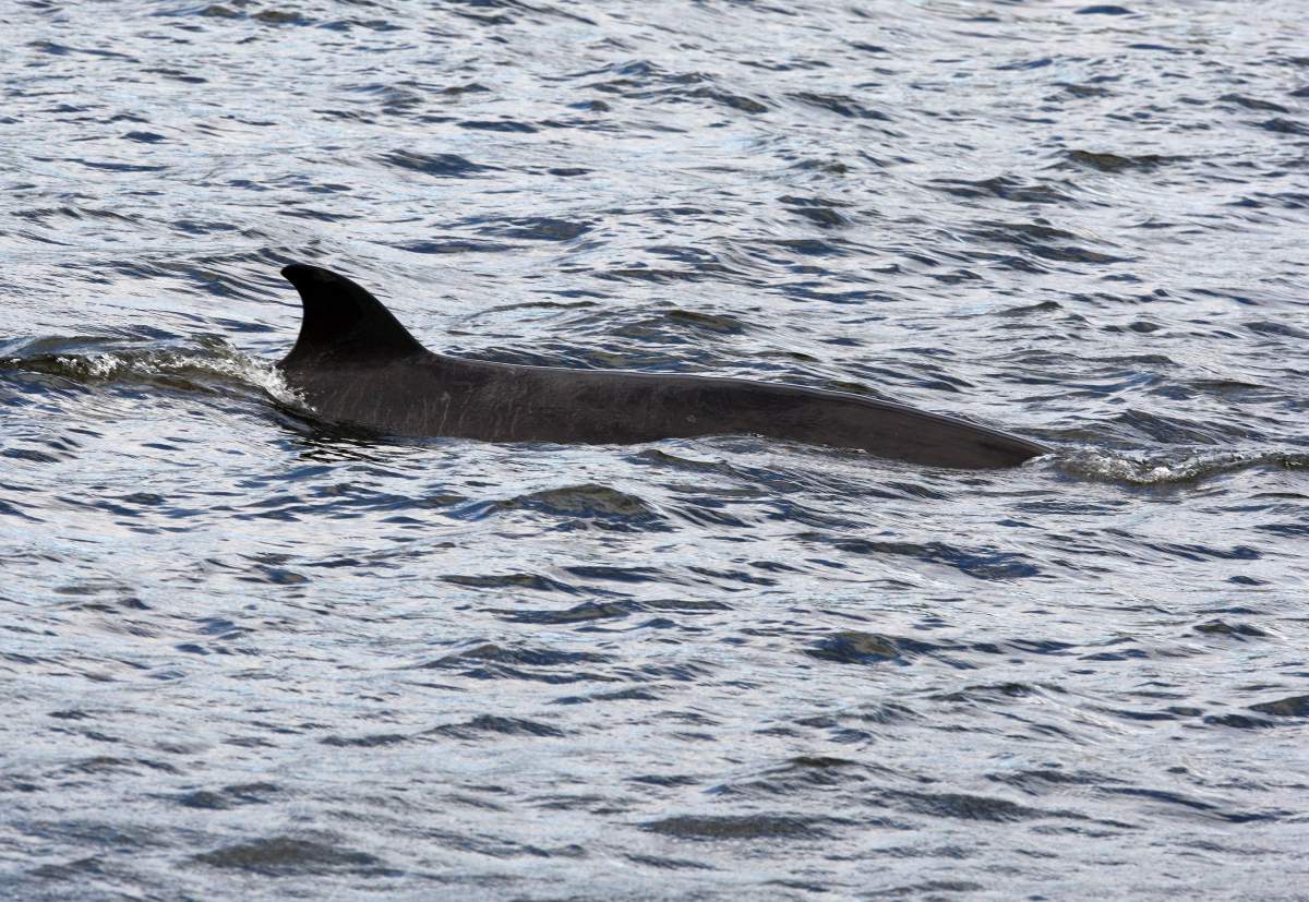A Northern Bottlenose whale swimming in the river Clyde in Glasgow as a rescue operation is launched to help the stranded creature.