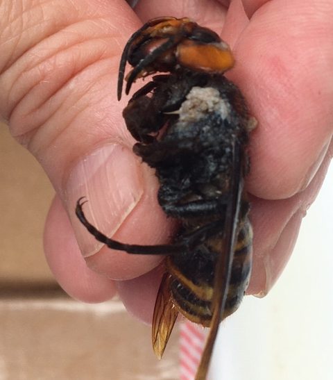 This Asian giant hornet was spotted on someone's porch in Bellingham, WA.