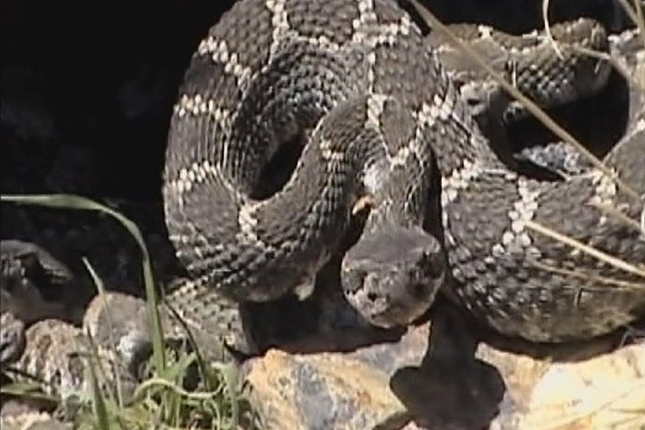 Kelowna vet office issues warning about early rattlesnake activity