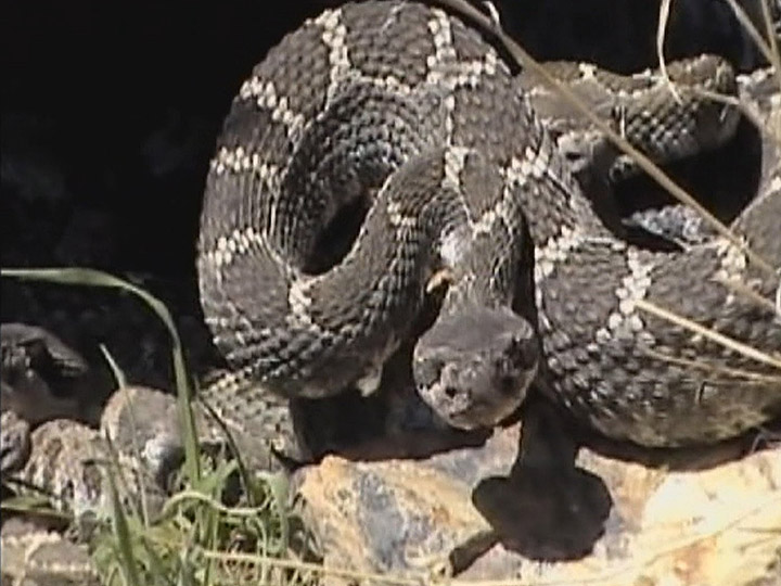 A rattlesnake in the South Okanagan. According to a professor at Thompson Rivers University in Kamloops, rattlesnakes are threatened in B.C., and many populations are declining at alarming rates.