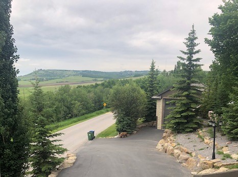 A bear was caught on camera in southwest Calgary this week.