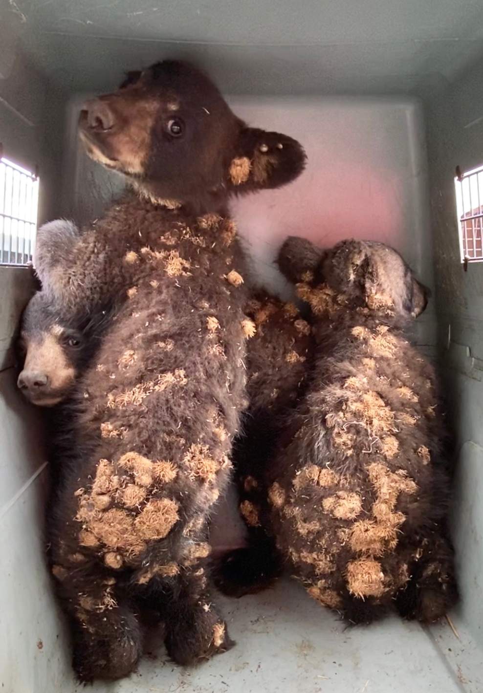 The three cubs.