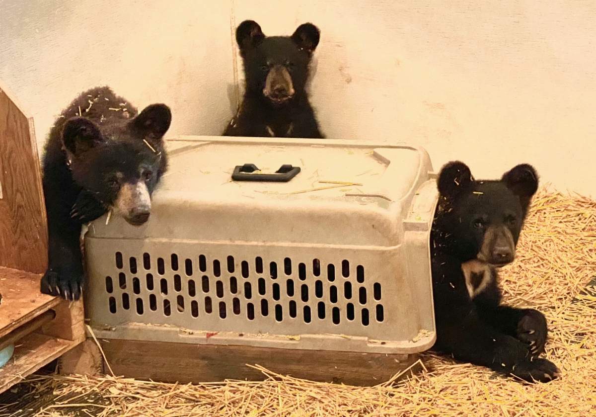 The three rescued bear cubs.