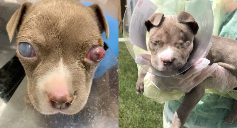 The Calgary Humane Society says this eight-week-old terrier puppy was found in Forest Lawn on June 1. When found, the dog was suffered from a severe eye condition.