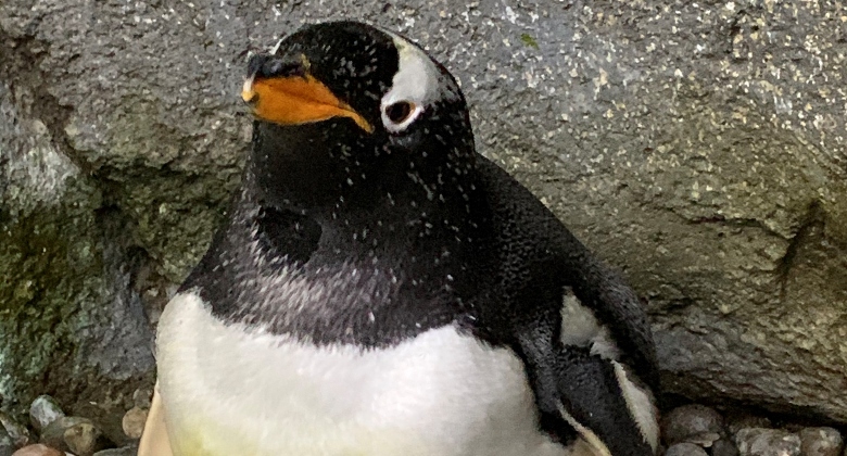 Gentoo penguin Cooper is a father. 
