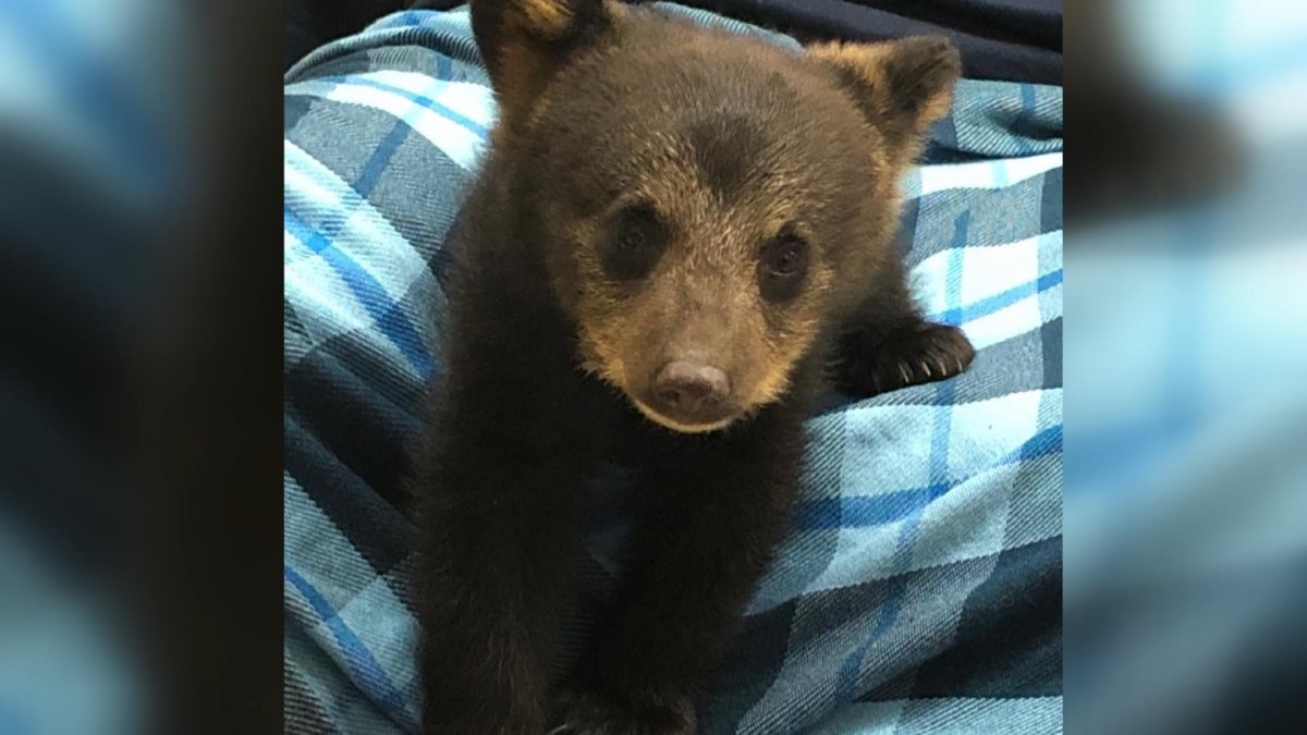 A young black bear was killed by the department of lands and forestry after being dropped off at an animal rescue centre. 