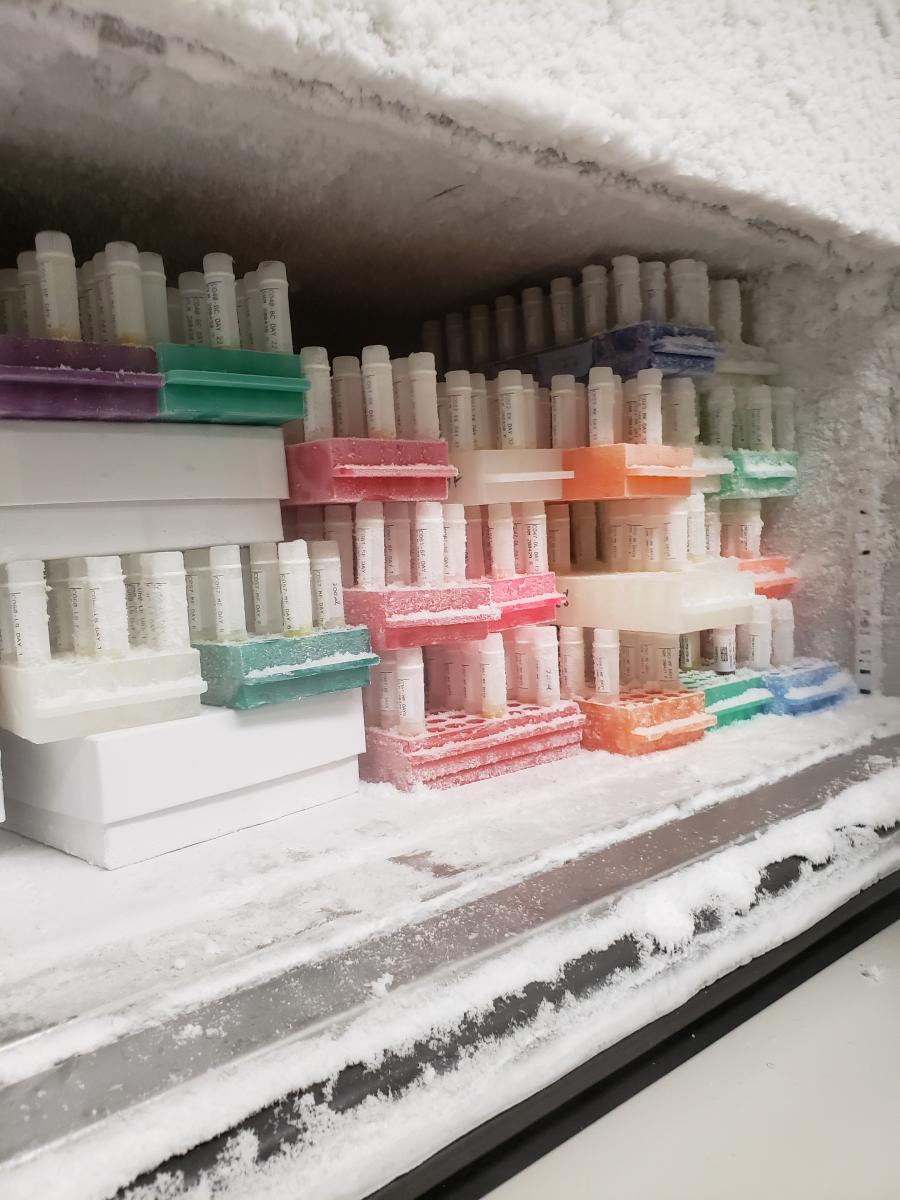 Blood samples from critically ill COVID-19 patients.