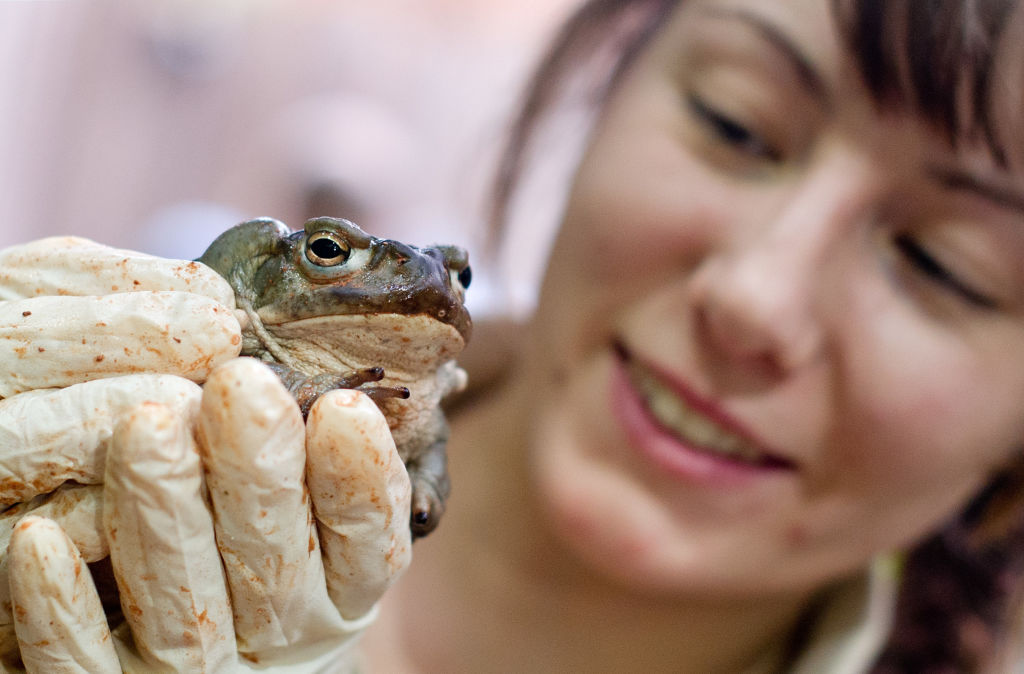 In this file photo, a zookeeper examines a Colorado River toad (Bufo alvarius) at the tropical aquarium of Tierpark Hagenbeck in Hamburg, Germany, on Dec. 29, 2014.