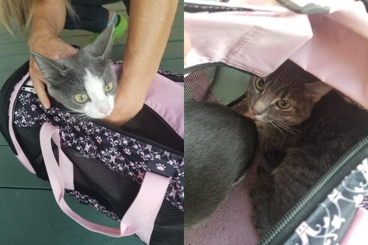 two cats in one carrier