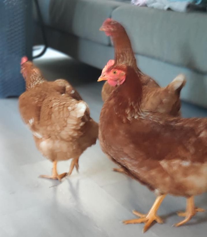 Chickens are shown at a man’s home in Titirangi, New Zealand, on May 21, 2020.