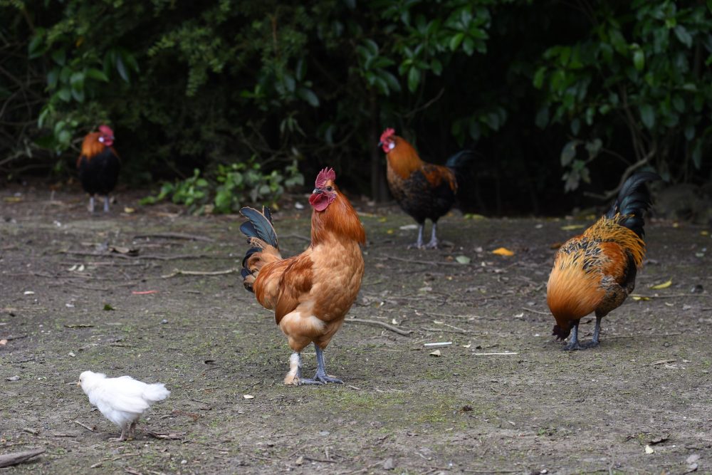 Feral chickens are shown in Titirangi, New Zealand, in 2019.