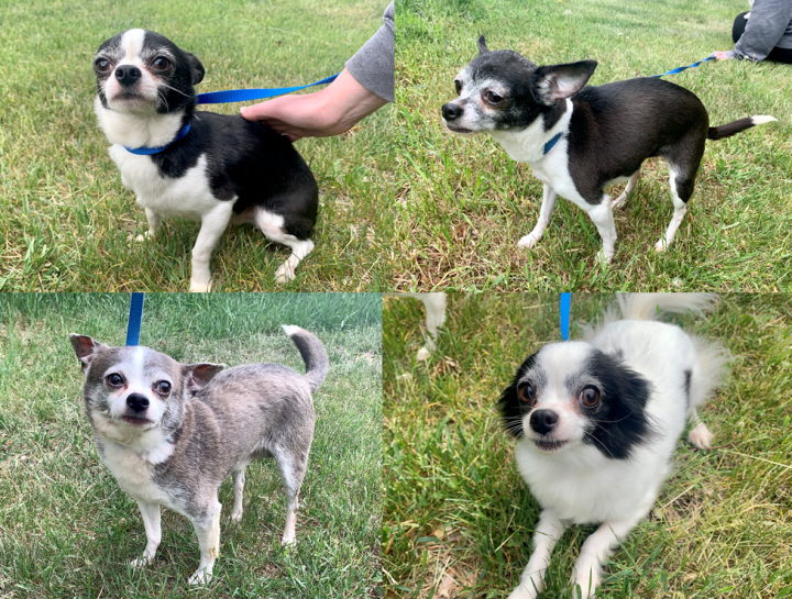 Four of five Chihuahuas found near a dumpster in Saskatoon are recovering.