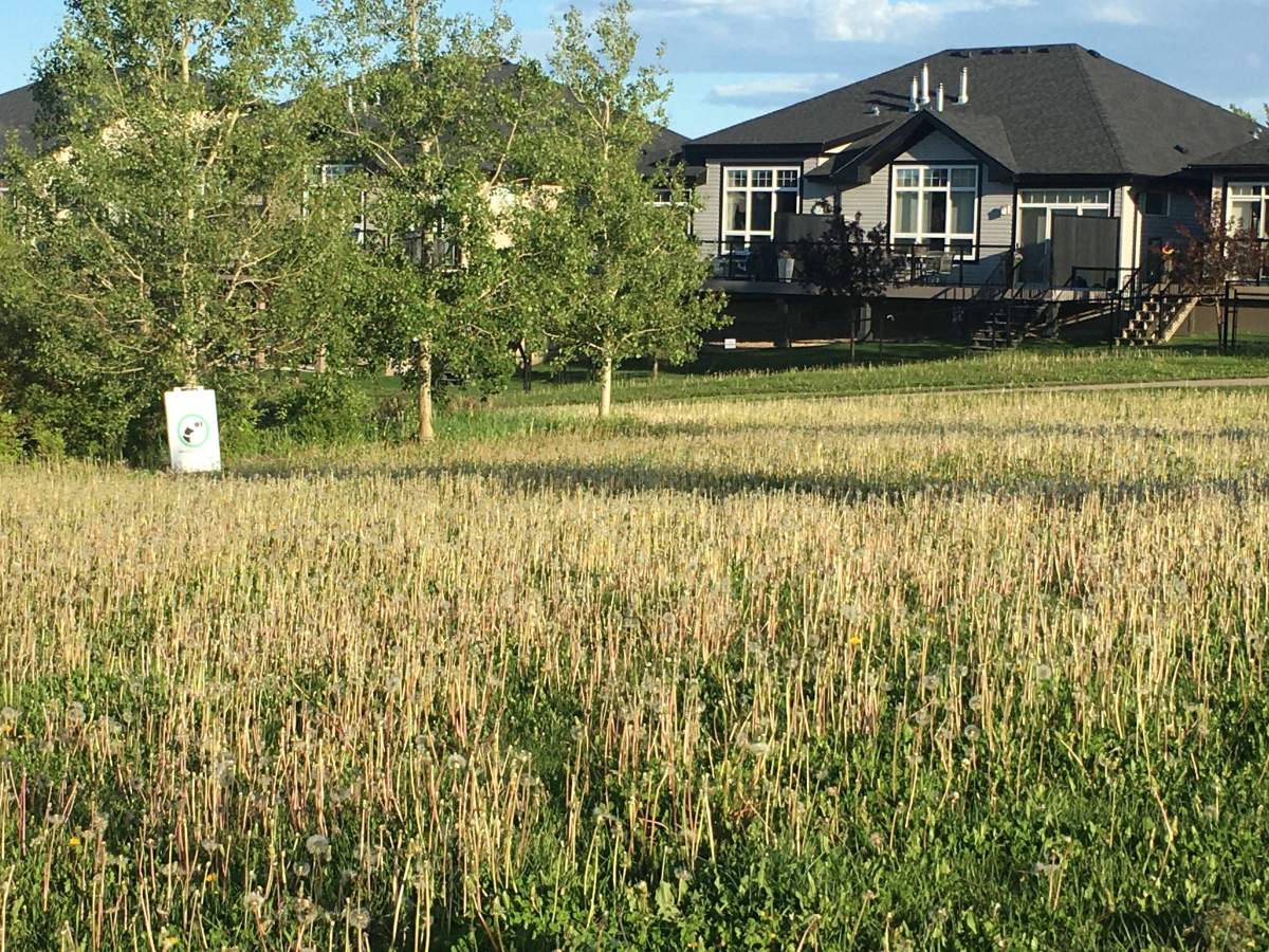 Some areas of the city are overgrown due to a reduced mowing schedule, while others are being encouraged as part of naturalization.