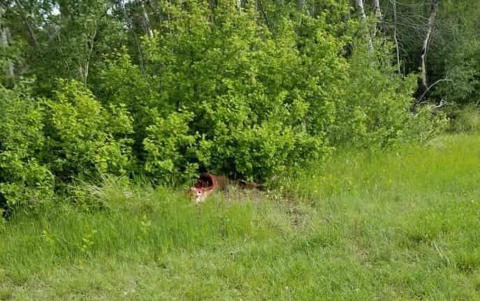 Two deer carcasses were found south of Diefenbaker Park in Saskatoon.