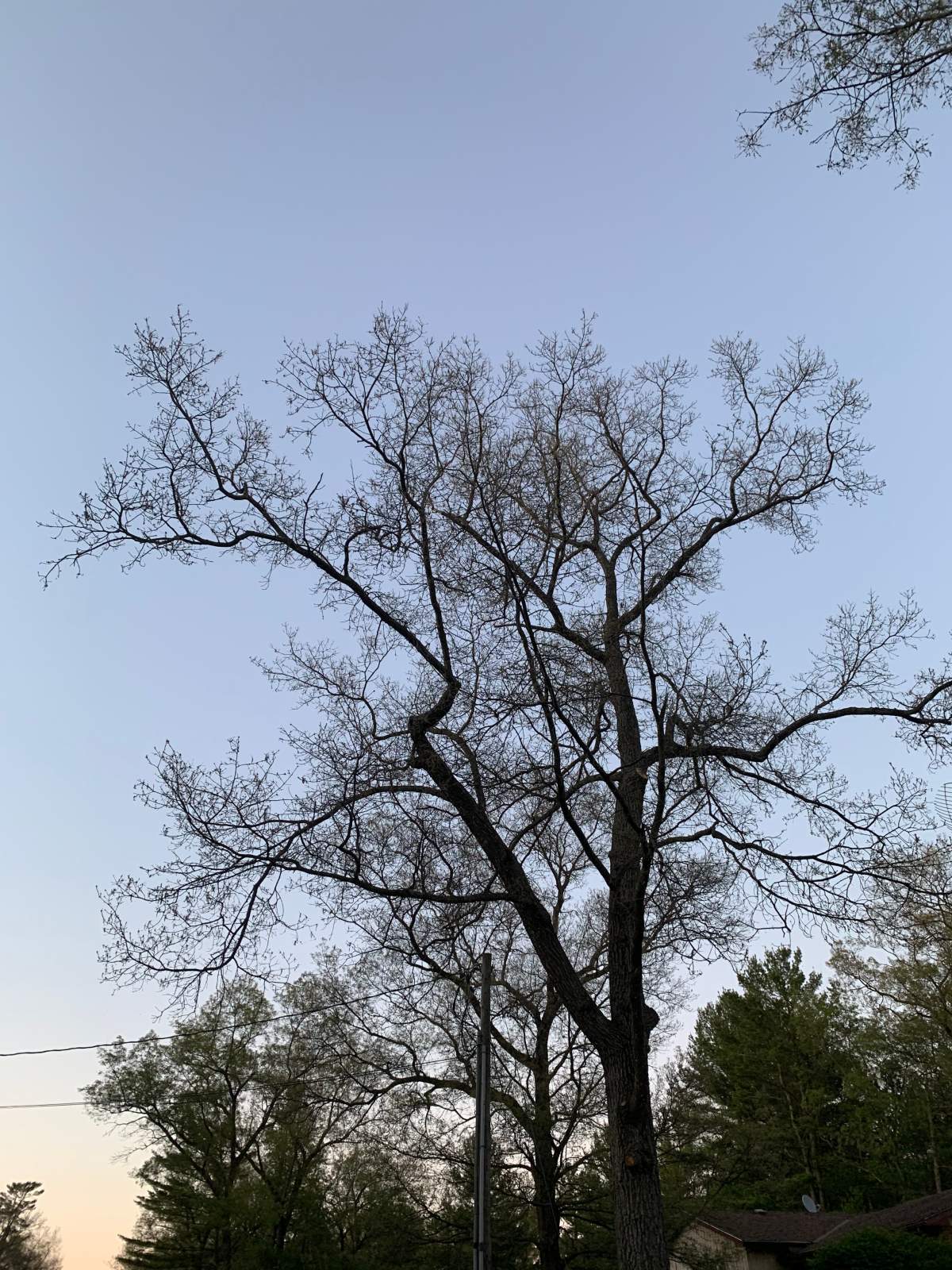 The caterpillars can quickly defoliate trees and shrubs.