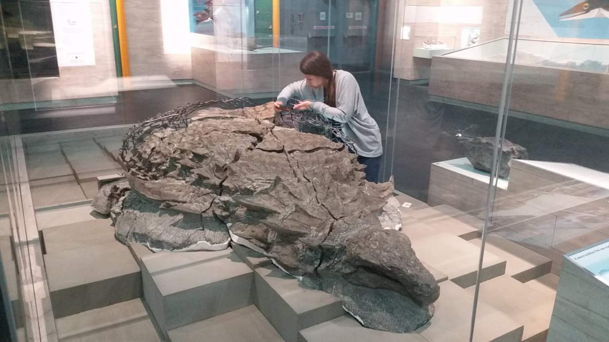 Brandon University student, Jessica Kalyniuk examines a fossilized nodosaur at the Royal Tyrrell Museum in Alberta. 