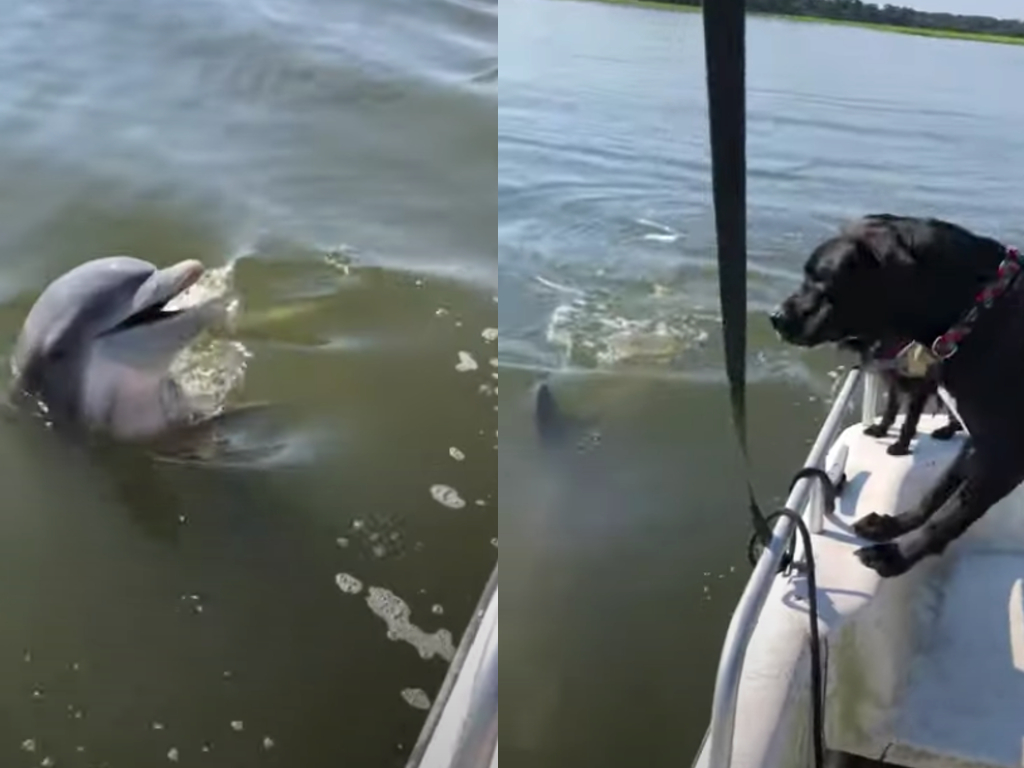 Two dogs and a dolphin were seen "interacting" on a boating trip near Savannah, Georgia.