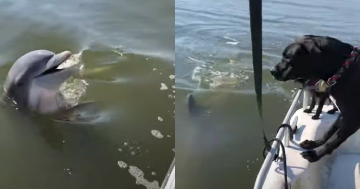 Dogs adorably 'greet' dolphin during sunny boat ride in Georgia - National  | Globalnews.ca