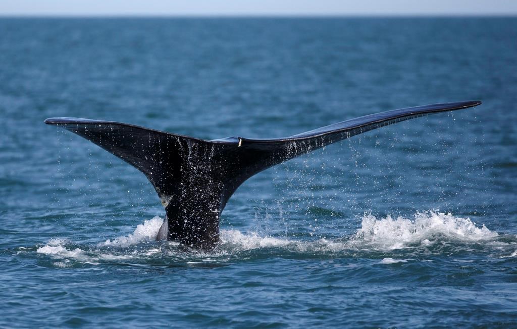 In this Wednesday March 28, 2018 photo, a North Atlantic right whale feeds on the surface of Cape Cod bay off the coast of Plymouth, Mass.