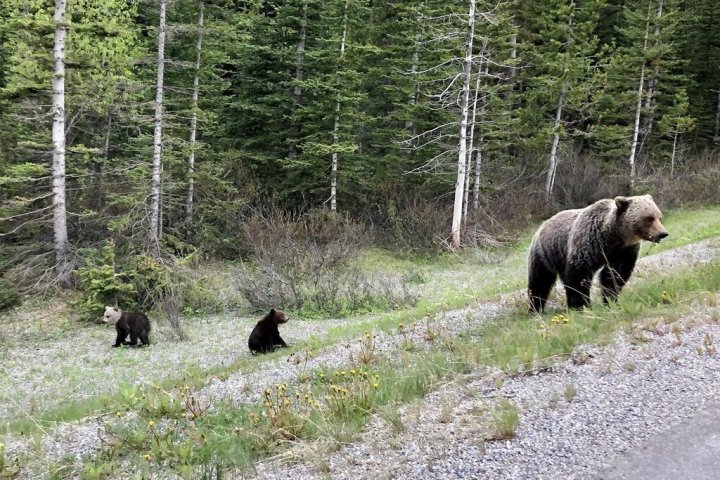 Death of mother grizzly in Banff National Park ‘a big loss for the population,’ experts say