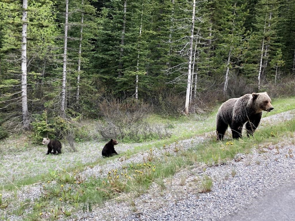 A group of grizzly bears including a grizzly cub with a white head and a brown body are shown in this handout image in Banff National Park provided by Julia Turner Butterwick. A 36-year old man is in hospital after being attacked by a grizzly in Pemberton, B.C. THE CANADIAN PRESS/HO-Julia Turner Butterwick *MANDATORY CREDIT*.