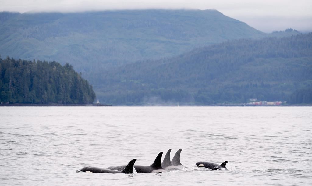 Orcas play in Chatham Sound near Prince Rupert, B.C., Friday, June, 22, 2018. A hush has blanketed the waters off the British Columbia coast as the pandemic has marked a significant reduction in sea traffic, which scientists say is an opportunity to study how noise affects southern resident killer whales. THE CANADIAN PRESS Jonathan Hayward.