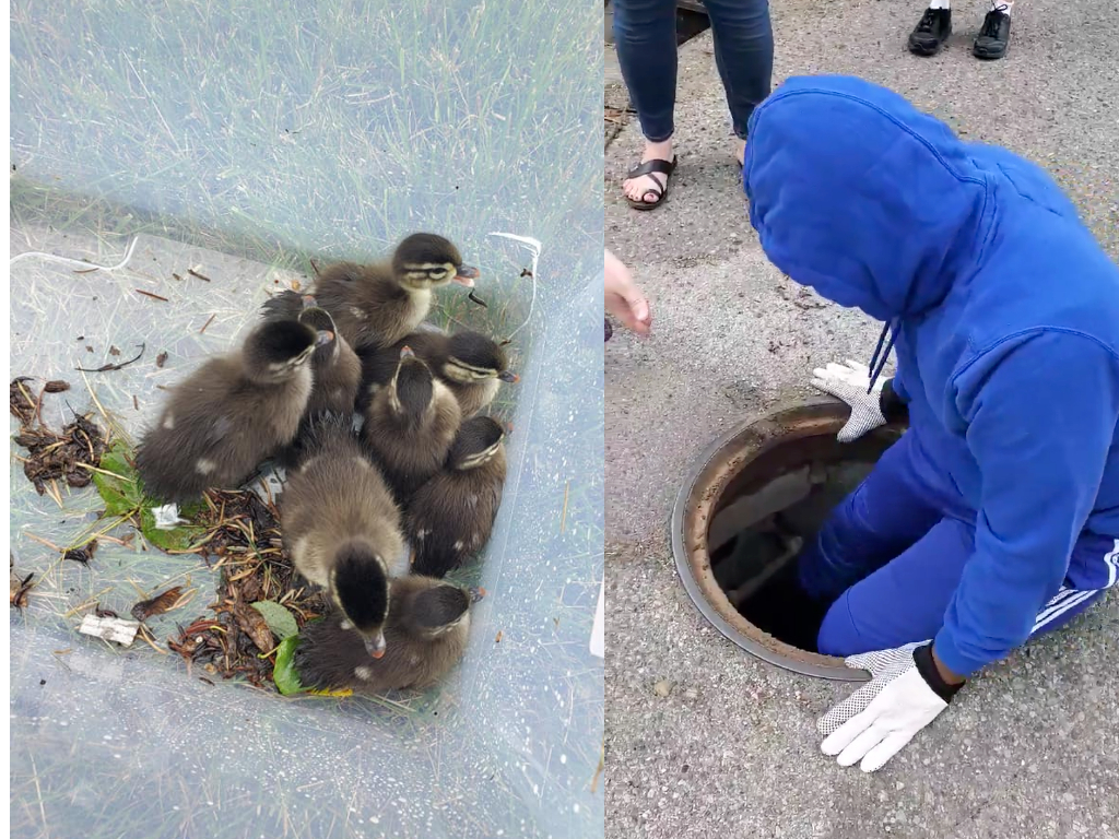 Michigan resident Kyle Morgan saved nine ducklings from a storm drain over the weekend.