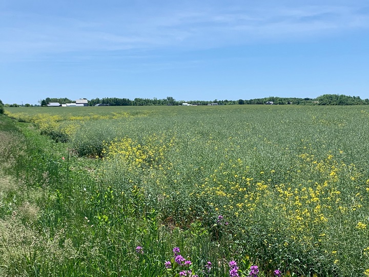 A photo of farm land in Prince Edward County in Ontario on June 8, 2020.