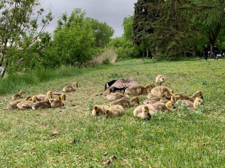 Many goslings have been seen along the Meewasin Trail in recent weeks.