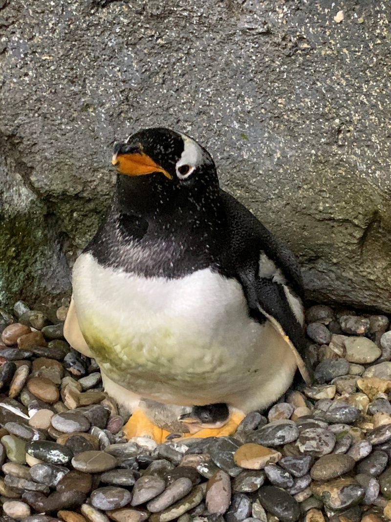 Gentoo penguin Cooper and his as-yet unnamed chick are seen in a handout photo from the Calgary Zoo.