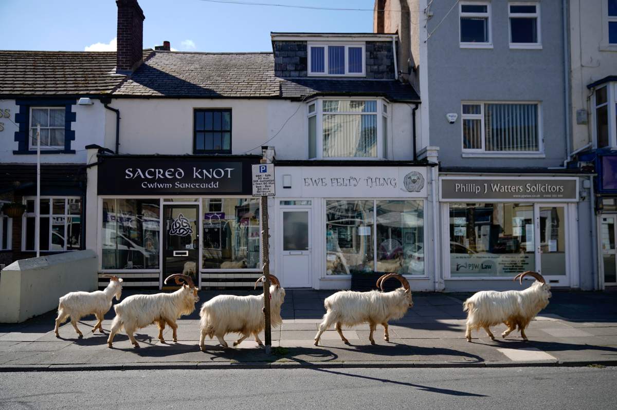 A herd of Kashmir goats invaded a Welsh seaside resort after the COVID-19 lockdown left the streets deserted.