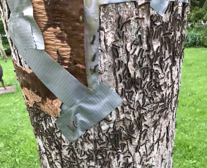 One of numerous photos posted in a Facebook group for residents of the Port Franks area, showing the impact of the gypsy moth caterpillar.