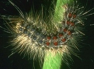 According to the City of London’s website, A single gypsy moth caterpillar can eat an average of one square metre of leaves.